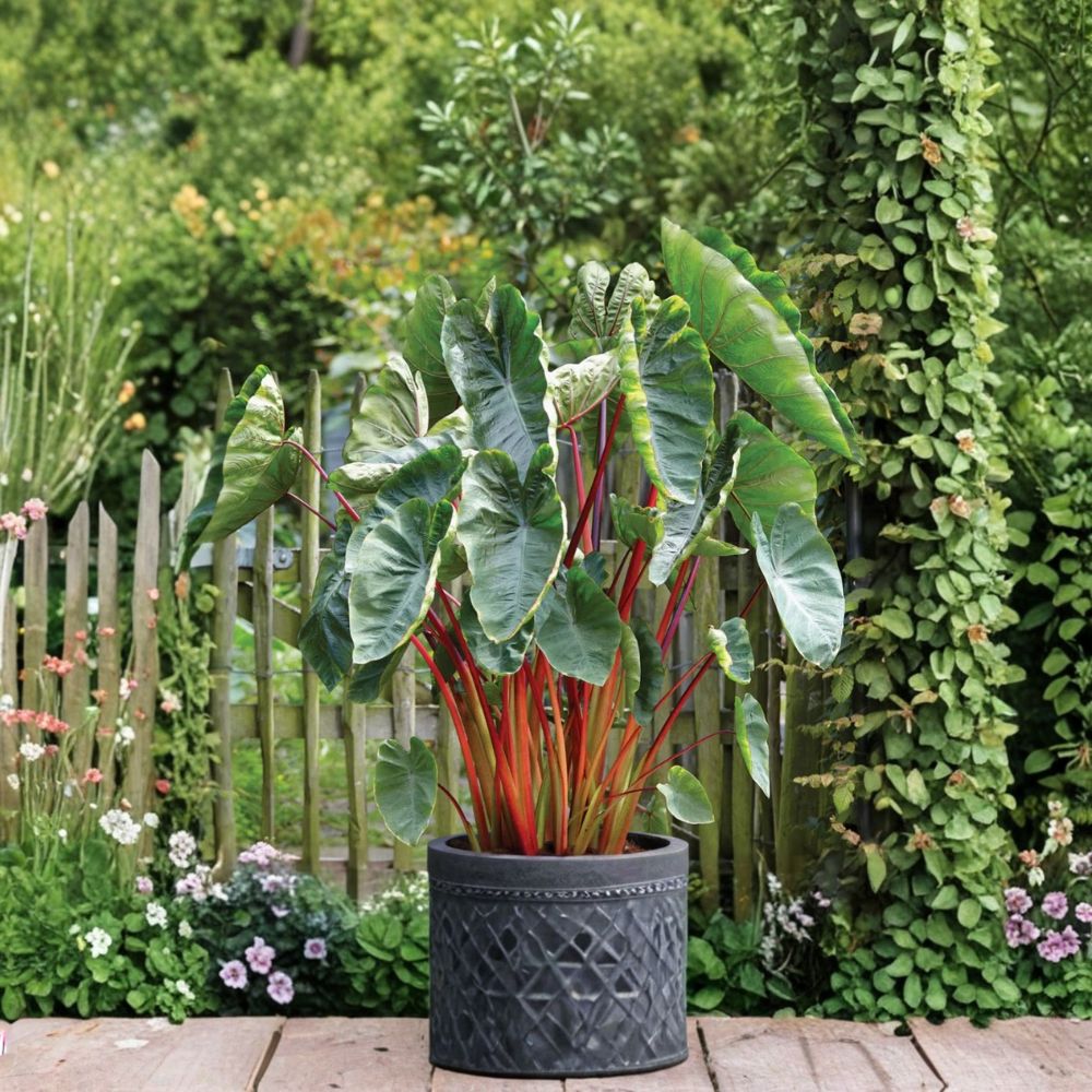 Hawaiian Punch Colocasia – Colocasia esculenta Live Plant | 5–9 Inches Tall | Elephant Ear | Colorful Tropical Foliage | Ships Without Pot