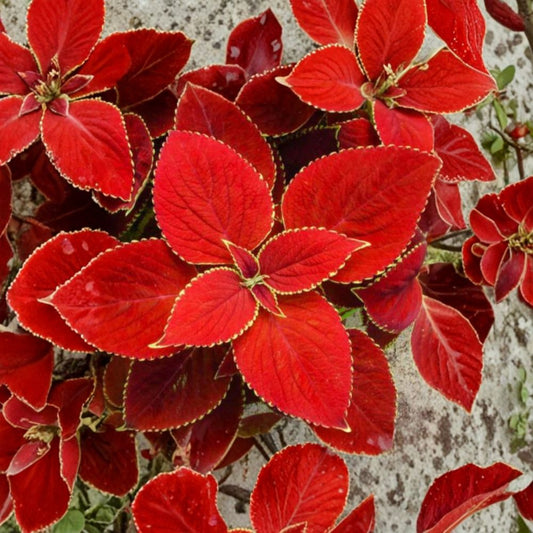 3 Live Red Coat Coleus Plants – Coleus scutellarioides ‘Red Coat’ | 3–6 Inch Starter Plants | Ornamental Red & Burgundy Foliage | Shade Garden & Container Plant | Ships Without Pot