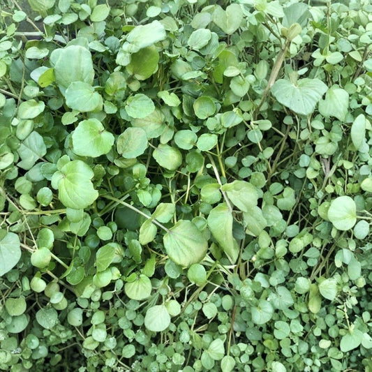 Watercress – 10 Live Plants With Roots | Nasturtium officinale | Edible Vegetable Herb | Bare Root Starter Plants | Ready to Plant | Fresh Watercress Garden