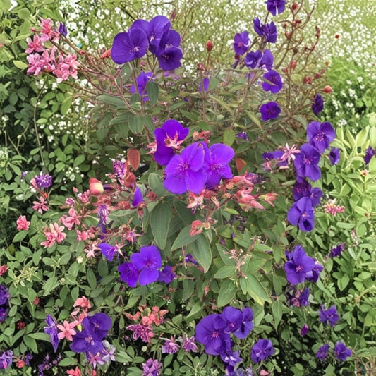 Live Dwarf Tibouchina Plant | 4 Inch Pot | Purple Flowering Princess Flower Shrub | Tibouchina urvilleana | Tropical Garden Plant