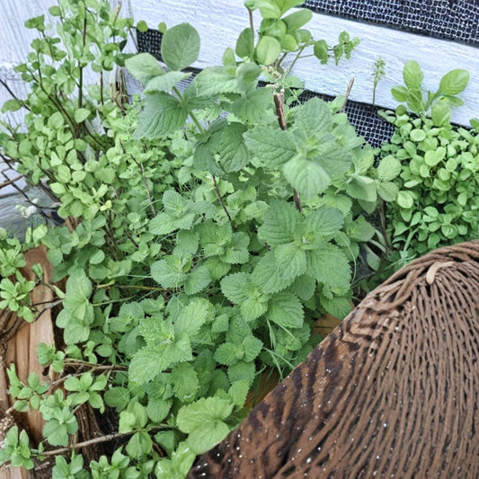 Spearmint – Mentha spicata Live Rooted Cuttings | 10 Cuttings 6–10 Inches | Naturally Grown Mint | Herb Garden Starter | Easy to Grow