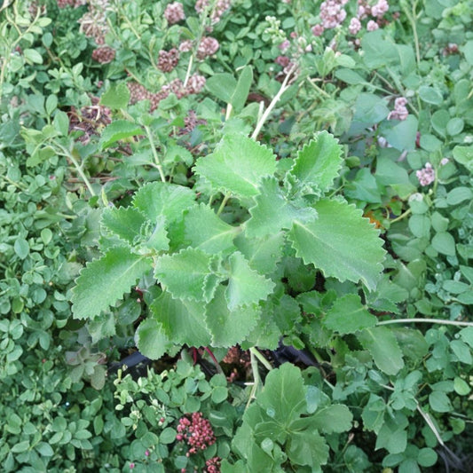 Cuban Oregano – Plectranthus amboinicus Live Herb Cuttings | 6 Fresh Unrooted 4+ Inch Cuttings | Edible Aromatic Herb | Ready to Plant