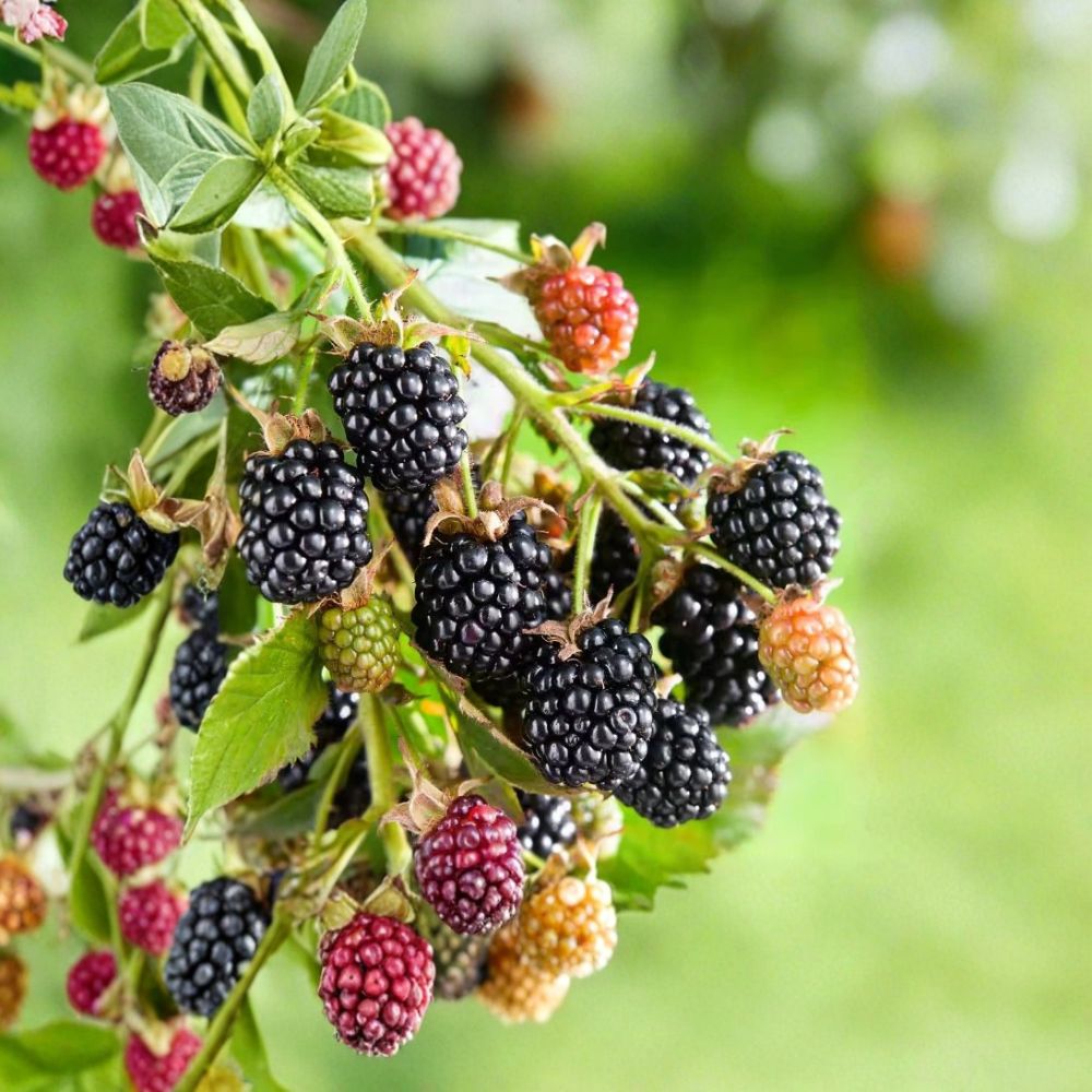 2 Live Navaho Thornless Blackberry Plants | 4–6 Inches Tall | Rooted Plants | No Pot | Sweet Fruit Shrub | Easy to Grow
