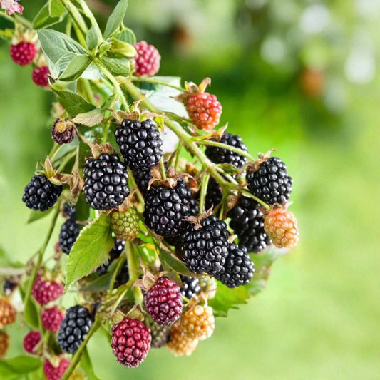 2 Live Navaho Thornless Blackberry Plants | 4–6 Inches Tall | Rooted Plants | No Pot | Sweet Fruit Shrub | Easy to Grow