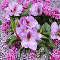 Rhododendron ‘Arthur Bedford’ Live Evergreen Shrub | Fragrant Purple Blooming Rhododendron | Cold Hardy Landscape Plant | Field Grown 15–18 Inches Wide