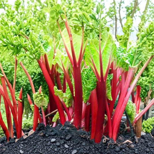Victoria Rhubarb – Rheum rhabarbarum Live Bare Root Crowns | 5 Pack | Heirloom Perennial Vegetable | Easy to Grow