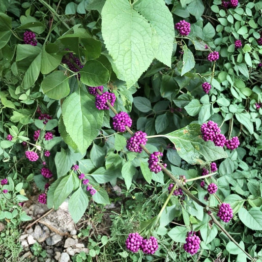 American Beautyberry Live Plant – Callicarpa americana | 12+ Inch Starter | Purple Berry Shrub | Edible Fruit | Native Garden Plant | Bare Root