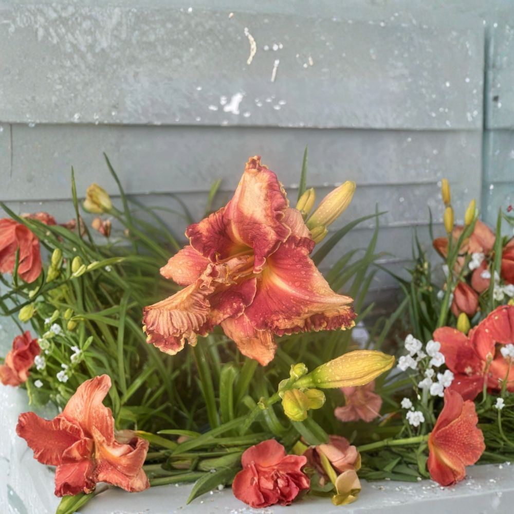 Fooled Me Daylily – Hemerocallis 'Fooled Me' Live Plant | Hardy Perennial | Reblooming Summer Flowers | Easy-Care Garden Favorite