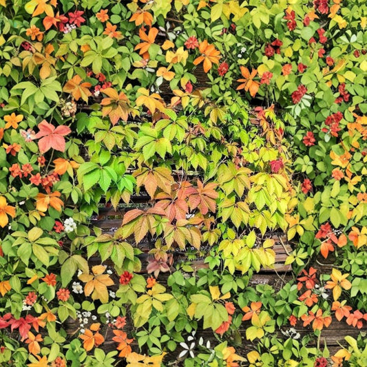 Virginia Creeper – Parthenocissus quinquefolia Bare Live Roots | 10 Native Climbing Vine Starters | Fast Growing Groundcover | Easy to Grow