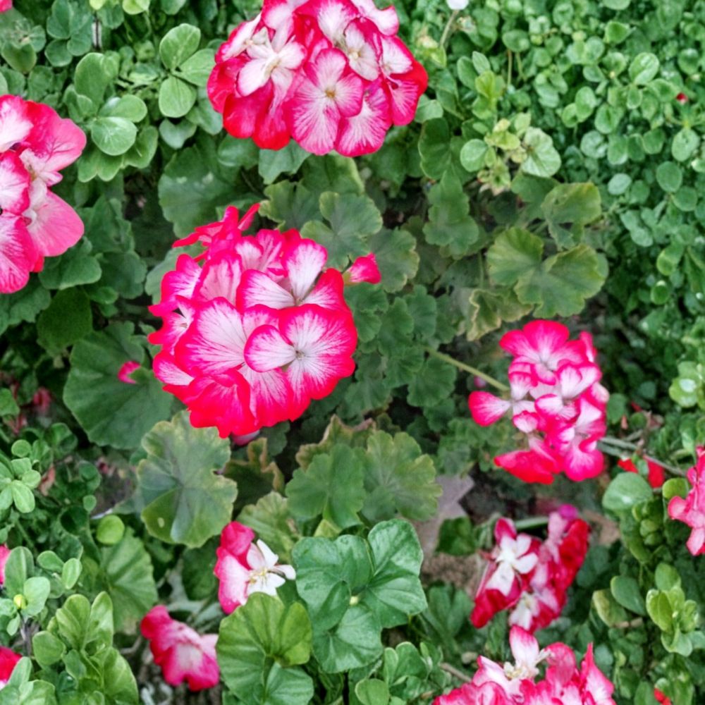 Rare Red & White Geranium – Pelargonium × hortorum Fresh Live Plant | 2 Fresh 6-Inch Starter Cuttings | Fragrant Blooms | Ready to Root