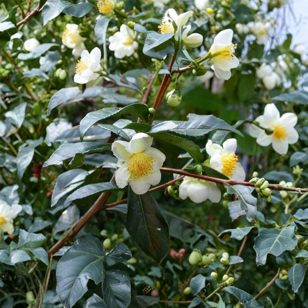 Organic Tea Plant – Camellia sinensis Live Starter Plant | 6–12 Inches Tall | Rooted in Nursery Pot | Grow Green, Black & White Tea | Easy to Grow