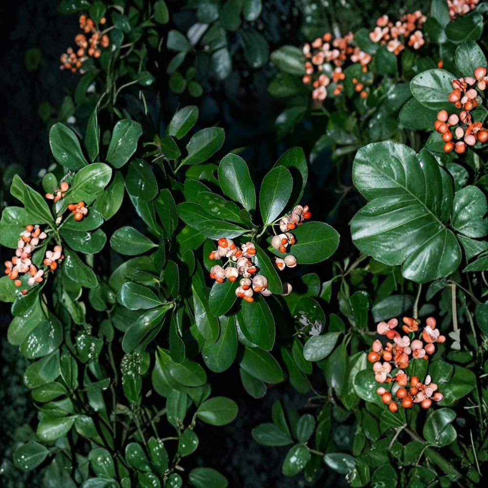 Japanese Euonymus – Euonymus japonicus Live Bare Root Plants | Set of 2 | Evergreen Landscape Shrub | Hardy Hedge Plant