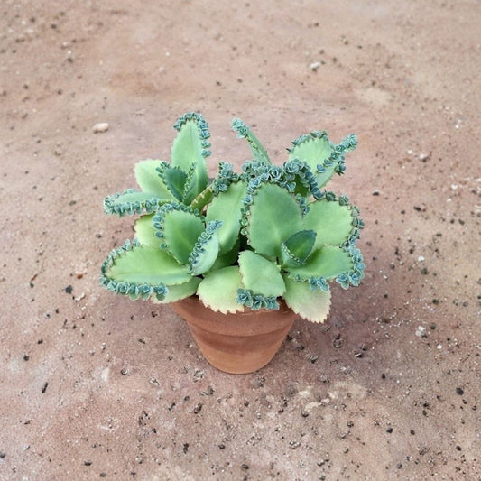 Mother of Thousands Succulent Live Plant | 2 Inch Pot | Kalanchoe Starter Plant | Easy Care Tropical Succulent | Indoor & Outdoor Plant