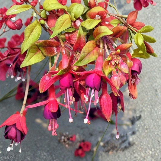 Autumnale Fuchsia – Live Plant | 5 Inch Pot | Flowering Ornamental Shrub | Graceful Pendulous Blooms | Shade & Patio Plant | Balcony Garden | Container Friendly