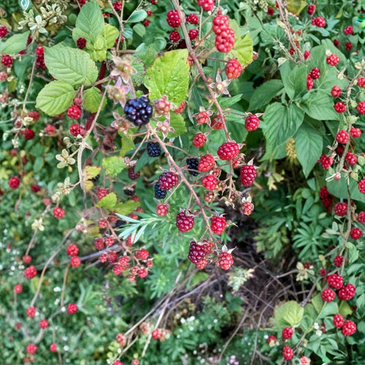 Allegheny Blackberry – Rubus allegheniensis Live Rooted Starter Plant | Fruiting Berry Bush | Self-Pollinating | Easy to Grow
