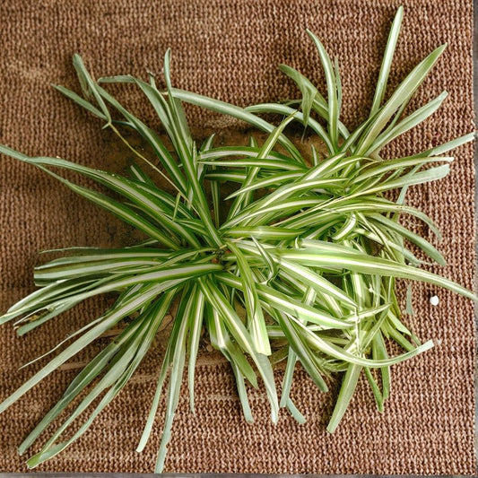 Striped Spider Plant – Chlorophytum comosum Live Starter Plant | 6–7 Inch Tall | Airplane Plant | Variegated Green & White Foliage | Indoor Hanging Basket Plant | Easy Care