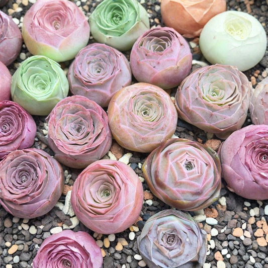 Mountain Rose Succulent Live Plants – 3 Pack | Bare Root Succulent | Indoor & Outdoor Plant | Easy Care | Low Maintenance | No Pot