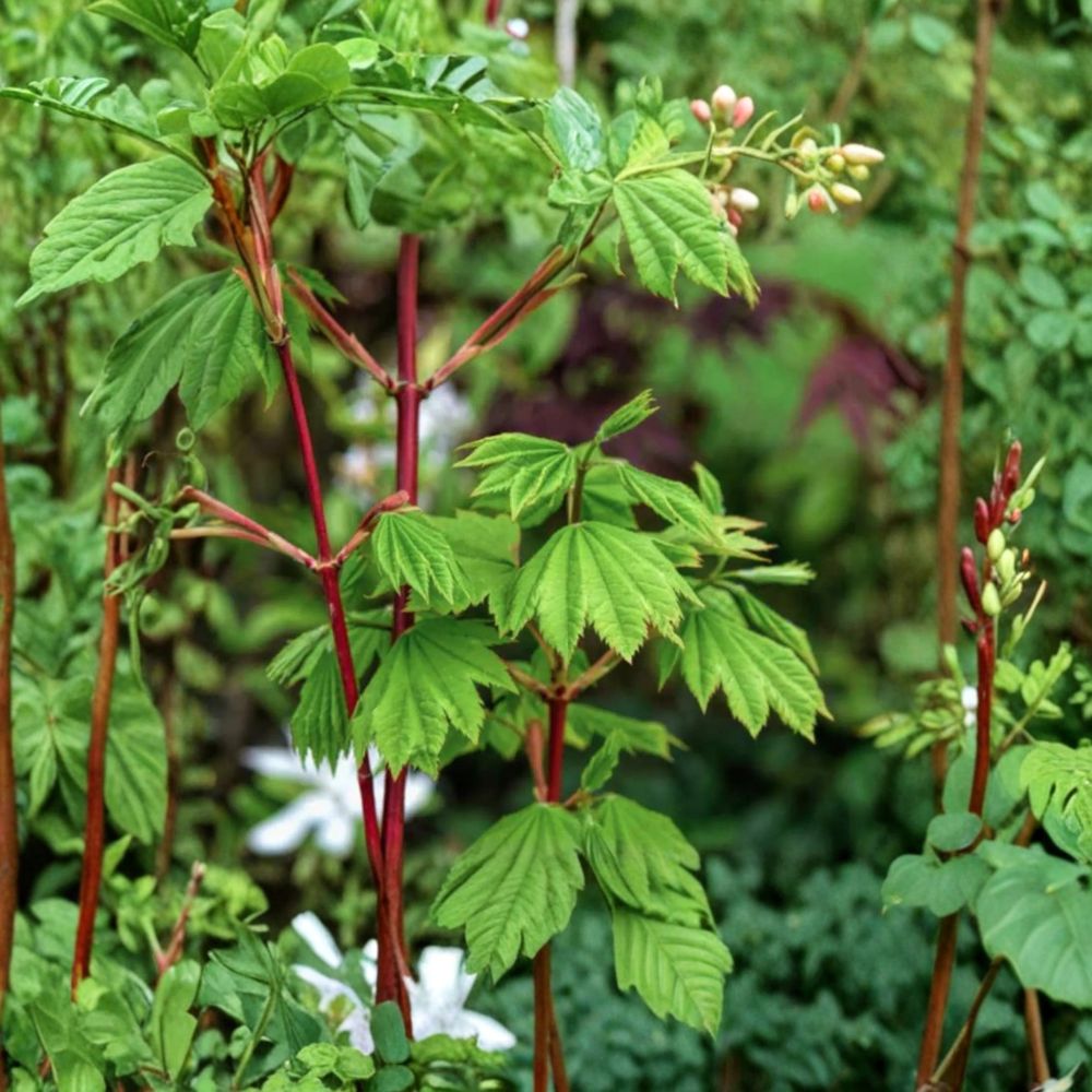 Acer circinatum ‘Pacific Fire’ Live Vine Maple Tree | Colorful Deciduous Ornamental | #1 Container Grown | 12–24 Inches Tall | Hardy to -5°F