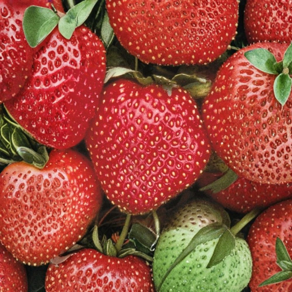 Sparkle Junebearing Strawberry Plants – Lot of 25 Bare Root Plants | Heirloom Variety | Easy to Grow | Sweet Flavor | Garden & Container Friendly