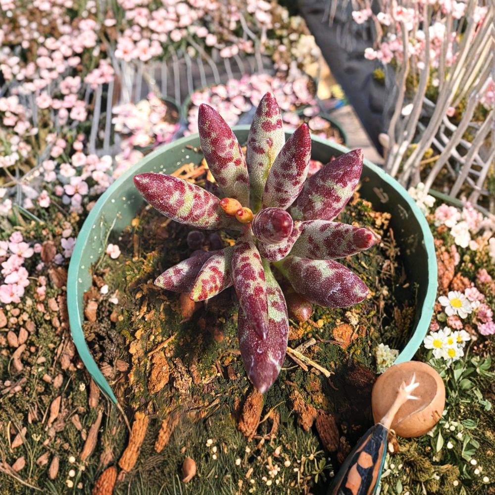 Adromischus Succulent – Live Plant | 1 Bare Root Succulent | Unique Easy Care Houseplant | Drought Tolerant