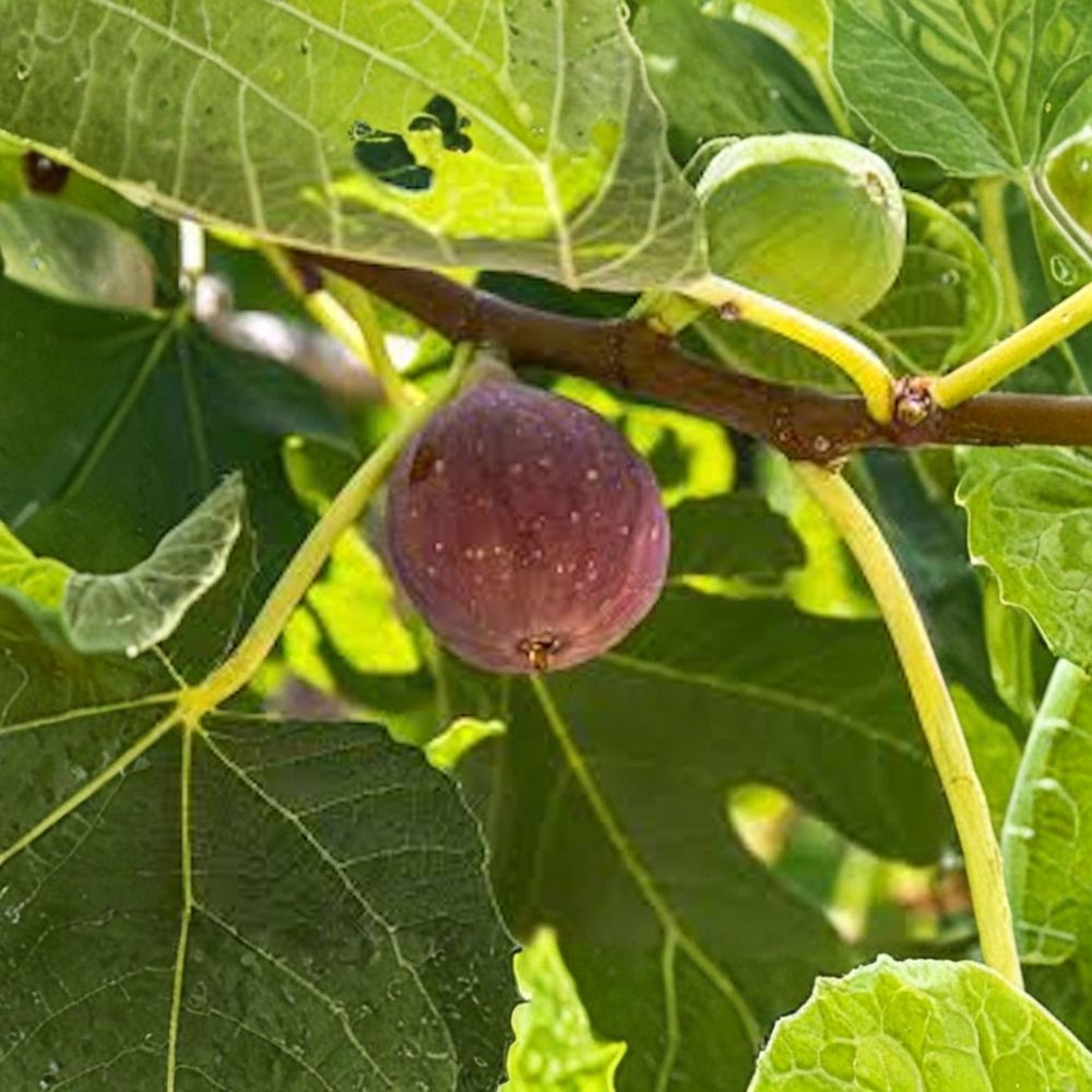 Fignomenal Dwarf Fig Tree Starter Plug Bare Root | 3–4 Inches Tall | 1 Live Fig Plant | Compact Fruit Tree for Containers | Easy to Grow