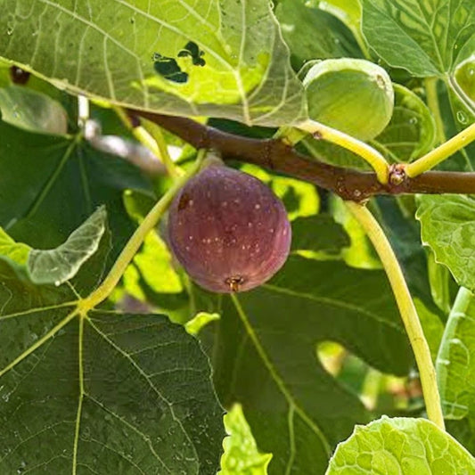 Fignomenal Dwarf Fig Tree Starter Plug Bare Root | 3–4 Inches Tall | 1 Live Fig Plant | Compact Fruit Tree for Containers | Easy to Grow