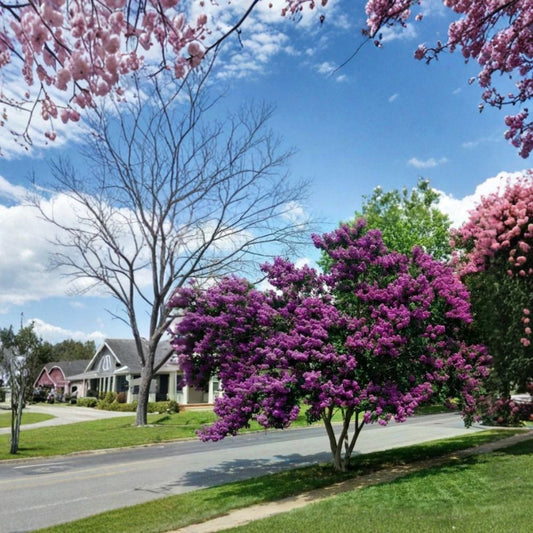 Milk Crape Myrtle – Lagerstroemia Fresh Cuttings | 7 Unrooted 6–8 Inch Cuttings | Fast-Growing Flowering Tree | Ready to Root
