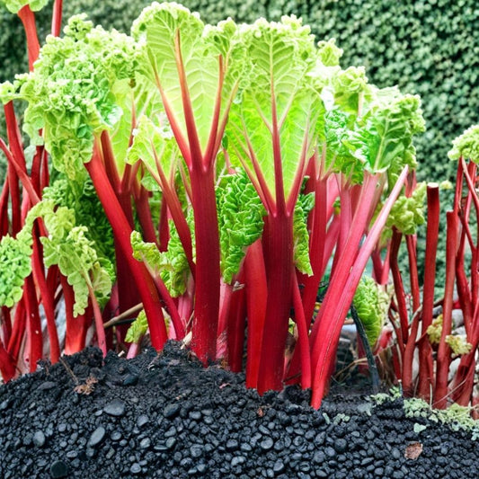 5 Victoria Rhubarb Bare Roots – Rheum rhabarbarum Live Starter Plants | Heirloom Perennial Vegetable | Easy to Grow | Garden Ready