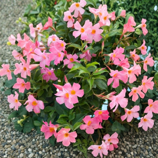 Alice DuPont Mandevilla Live Plant – Light Pink Flowering Vine | 4–6 Inch Starter | Tropical Climbing Plant | Glossy Evergreen Foliage | Ships Without Pot | Patio & Trellis Friendly
