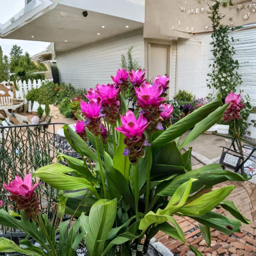 Curcuma 'Siam Shadow' – Live Rooted Plant | 3–6 Inches Tall | Purple Pink Tropical Ginger | Ornamental Flower | Ships Without Pot