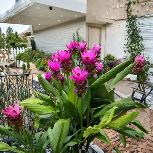 Curcuma 'Siam Shadow' – Live Rooted Plant | 3–6 Inches Tall | Purple Pink Tropical Ginger | Ornamental Flower | Ships Without Pot
