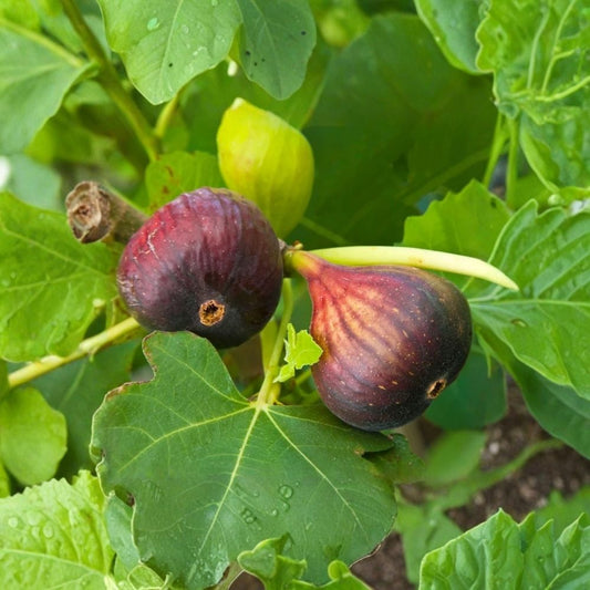 Brown Turkey Fig Tree Live Plants – Set of 3 | 4–6 Inch Rooted Starters | Ficus carica | Sweet Edible Fig Tree | No Pot | Fruit Garden Plant