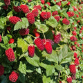 Rubus x ‘Loganberry’ Live Berry Plant | Thornless Loganberry Vine | Hybrid Raspberry Blackberry | #1 Container Grown | 6–12 Inches Tall