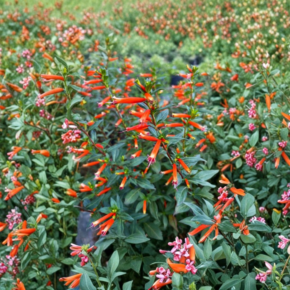 2 Live Cuphea 'David Verity' Plants | 4–6 Inches Tall | Rooted Starter Plants | No Pot | Hummingbird & Butterfly Plant