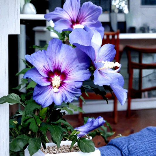 Madagascar Hibiscus Live Plant – Hibiscus moscheutos Starter Plant | 3–5 Inch Rooted Mallow | Large Flowering Perennial | Pink Red White Blooms | Garden Plant