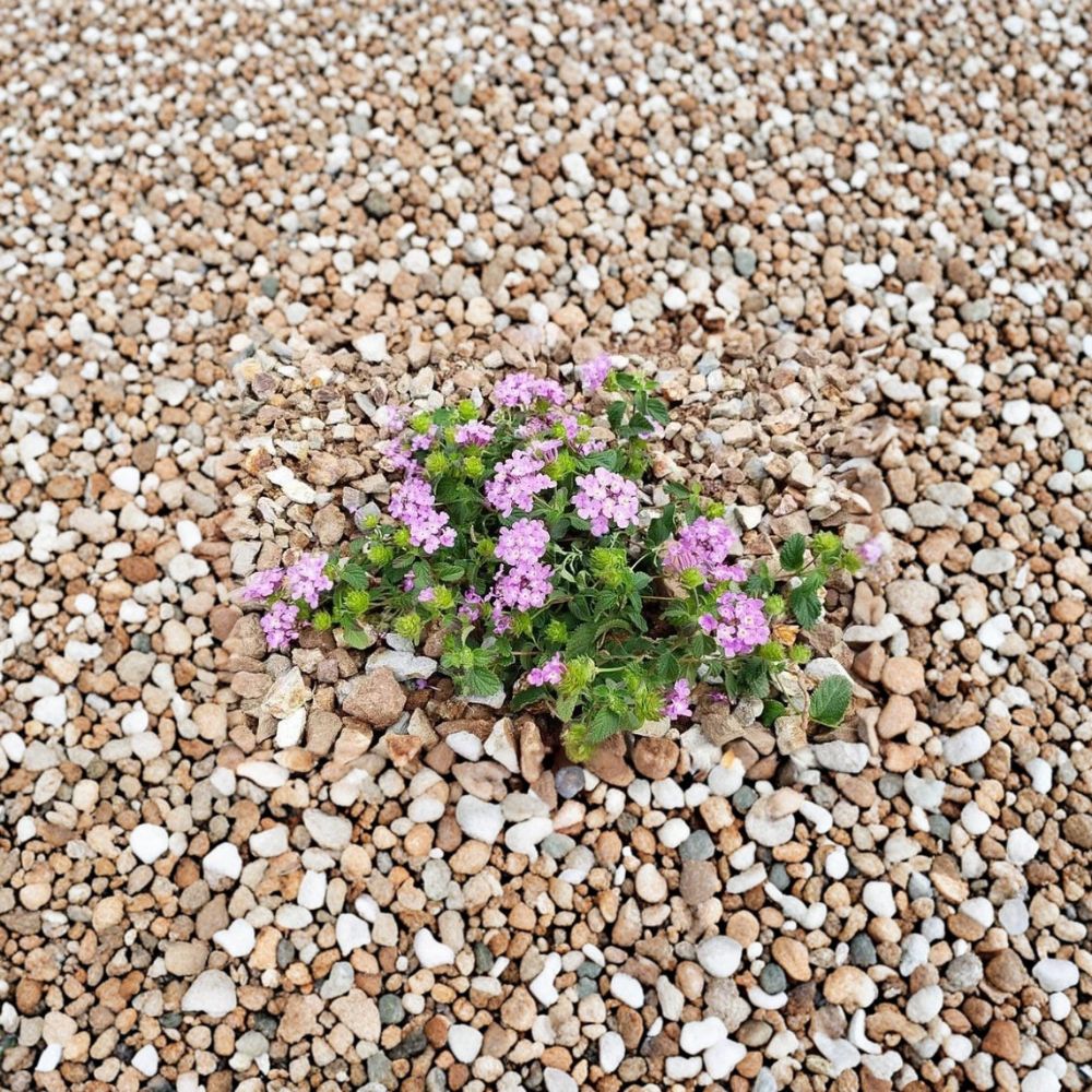 Purple Trailing Lantana – Live 1 Gallon Plant | Fully Rooted Groundcover | Pollinator Friendly Flowering Plant | Heat & Drought Tolerant