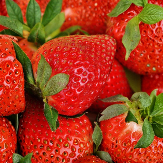 San Andreas Strawberry – Fragaria × ananassa Live Bare Root Plants | Set of 25 | Everbearing | Sweet Large Berries