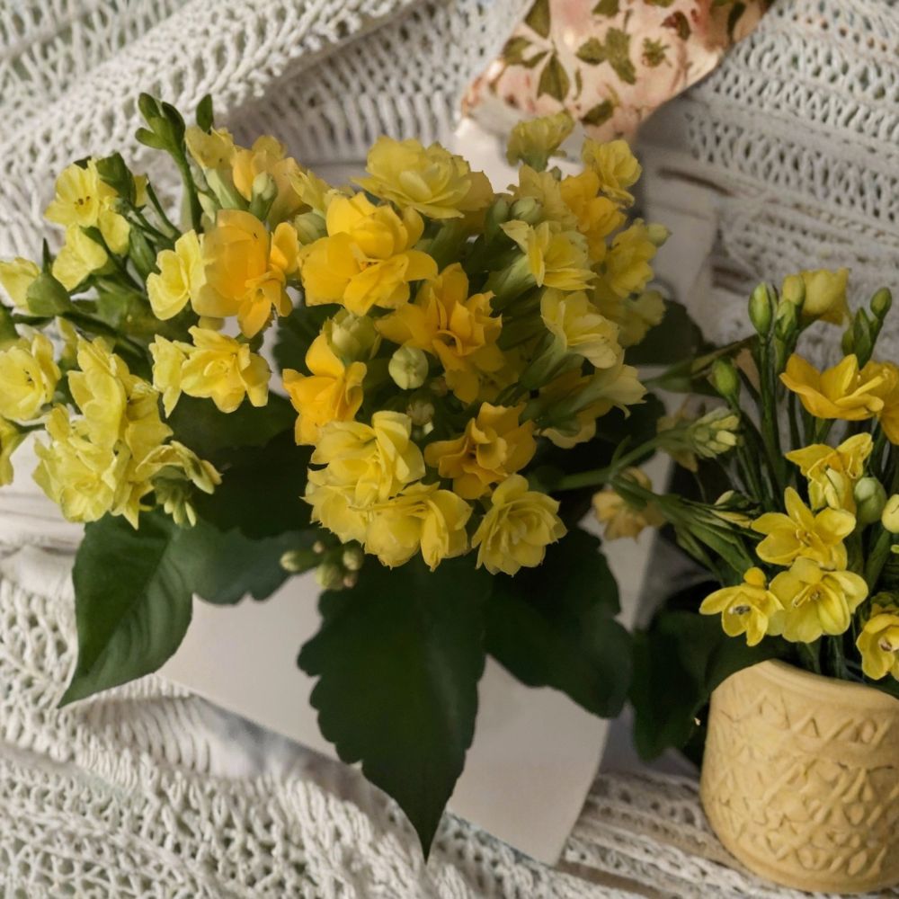 Yellow Kalanchoe – Kalanchoe blossfeldiana Live Rooted Plant | 6-Inch Pot | Bright Flowering Succulent | Indoor & Outdoor | Easy to Grow