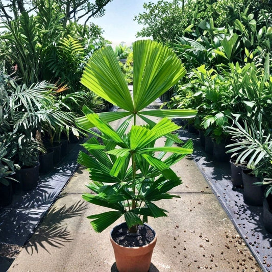 Australian Fan Palm Live Plant – Licuala ramsayi | 3 Gallon Grower’s Pot | Wedge Leaflet Fan Palm | Tropical Palm | Shade Loving Plant