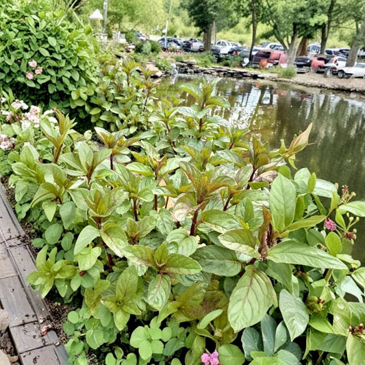 Chocolate Mint – 6+ Live Plants | Mentha × piperita ‘Chocolate’ | Rooted Herb Starters | Fresh Culinary Mint | Kentucky Grown | Garden & Container Herb