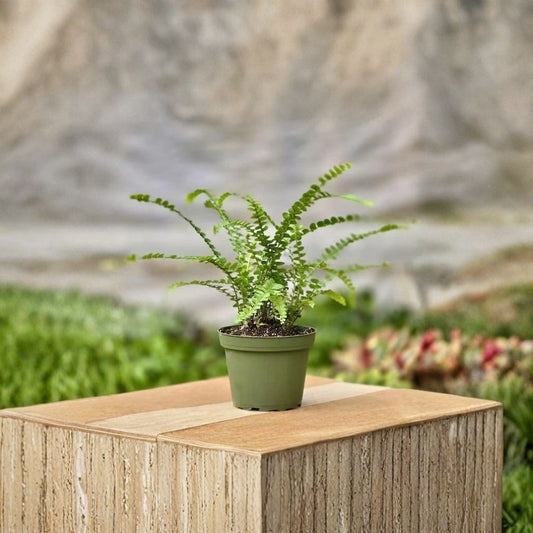 Fern Lemon Button Live Plant | 4 Inch Plant | Lemon Button Fern | Indoor Houseplant | Compact Tropical Foliage | Easy Care Fern