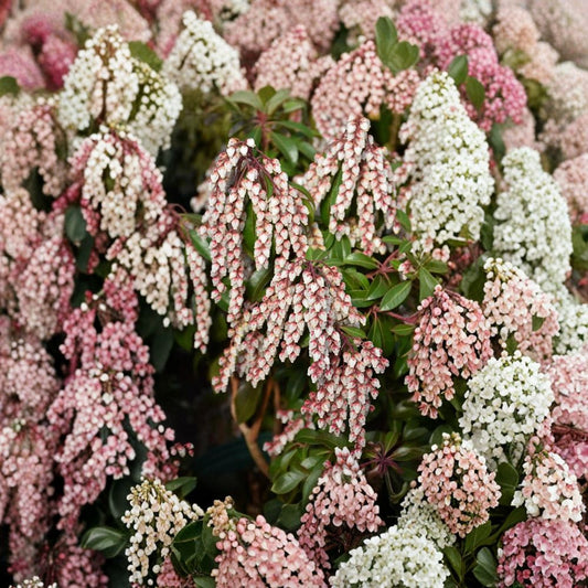 Pieris japonica ‘Dorothy Wyckoff’ Live Evergreen Shrub | Pink Bell Shaped Blooms | Hardy Japanese Andromeda | #1 Container Grown