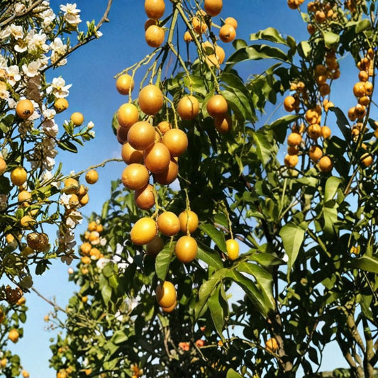 Wampee Tree – Clausena lansium Live Plant | 20 Inch Tropical Fruit Tree | Wampee Fruit Seedling | Exotic Edible Garden Plant | Patio & Backyard Friendly