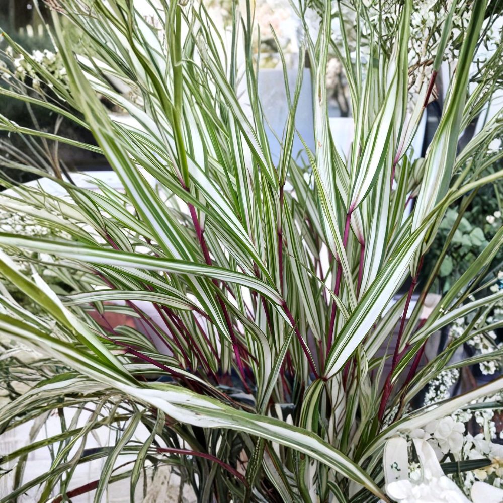 Lime Zest Japanese Forest Grass – Hakonechloa macra 'HakBri2' Live Starter Plant | Approx. 7 Inches Tall | Bare Root Starter | Shade Loving Ornamental Grass