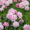 Christmas Cheer Rhododendron – Live Flowering Shrub | 15–18 Inches Wide Field Grown Plant | Includes #5 Nursery Pot | Cold Hardy Evergreen Landscape Plant | Early Spring Pink Blooms