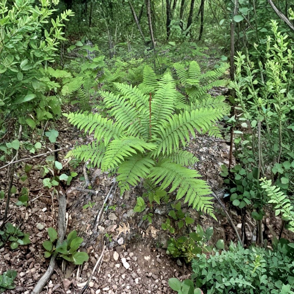 Ostrich Fern Rhizomes – Matteuccia struthiopteris Bare Root | 10 Organic Rhizomes | Chemical Free | Hardy Shade Perennial | Easy to Grow
