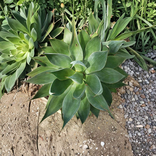Foxtail Agave – Agave attenuata Live Rootball | 9 Inches Wide | Spineless Tropical Succulent | Landscape Accent | Easy to Grow