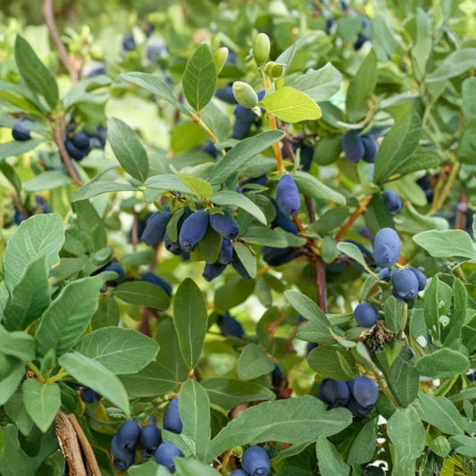Boreal Beauty Honeyberry Live Plant – Lonicera caerulea | 3-Year-Old Gallon Plant | Cold Hardy Berry Shrub | Haskap Blue Honeysuckle | Edible Fruit | Zones 2–8