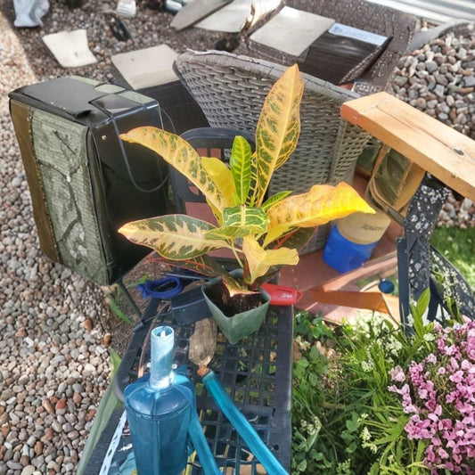 Petra Croton Live Plant – 12 Inch Tall | Well Rooted Tropical Plant | Multicolored Foliage | 4 Inch Pot | Codiaeum variegatum