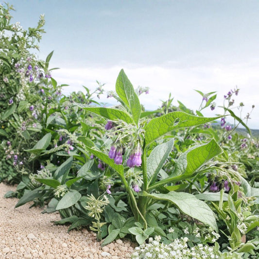 Russian Comfrey Bocking #4 – Symphytum × uplandicum Live Root Crowns | 2.5 Lbs | Organically Grown | Hardy Perennial Garden Plant
